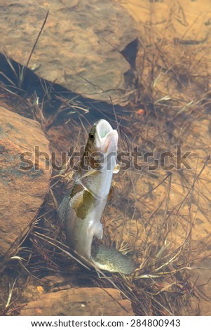 Trout fishing out of water