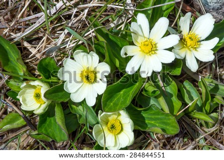Caltha leptosepala (White Marsh Marigold, Twinflowered Marsh Marigold, or Broadleaved Marsh Marigold).Top view