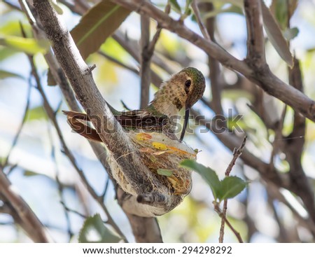 Ruby-throated Hummingbird  on nest