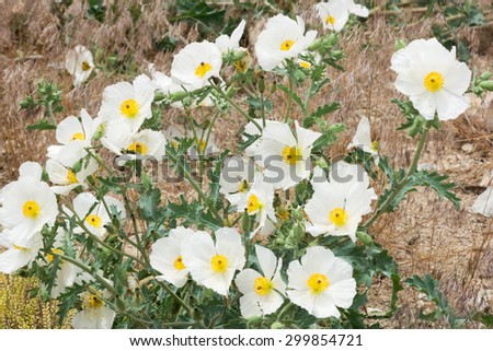 Flatbud Prickly Poppy, Argemone Munita. Flowers. Great Basin National Park, Nevada