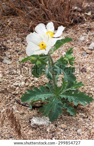 Flatbud Prickly Poppy, Argemone Munita. Small bush. Great Basin National Park, Nevada
