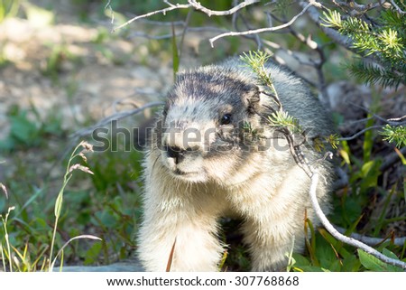 Portrait of Hoary marmot (Marmota caligata). Glacier National Park (Eng. Glacier National Park), Montana, United States