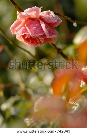 An English rose in November, rimmed with frost in the early morning.  Shallow depth of field - focus on rose.