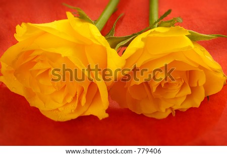 Yellow roses on flame orange background.  Selective focus.