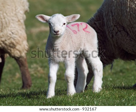 Cute Spring lamb