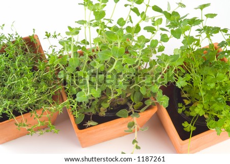 Kitchen herb pots, with Thyme, Oregano and Parsley