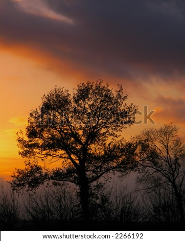 backlit autumn trees, starkly emphasized against an autumn sunset