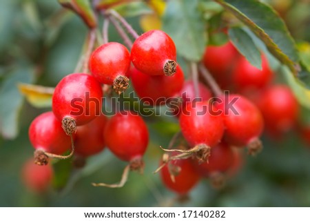 Shallow focus macro image (focus on top middle berry) of red rose hips