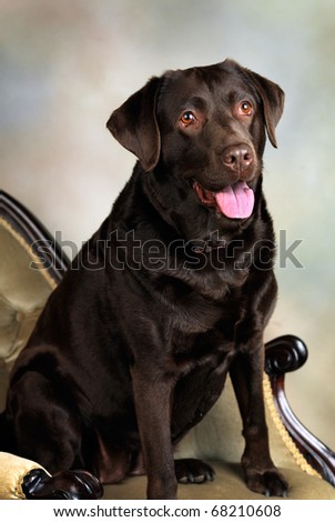 Chocolate labrador pedigree bitch