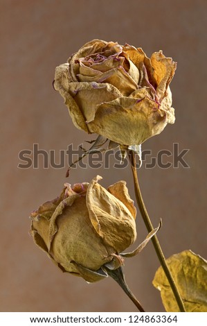 dried roses with background closeup
