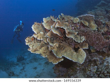 Cabbage coral (Turbinaria sp.) with scuba diver in blue water background. Bunaken Island, Indonesia.