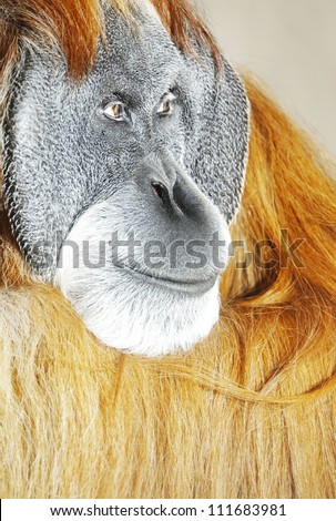 Close up shot of male orangutan face