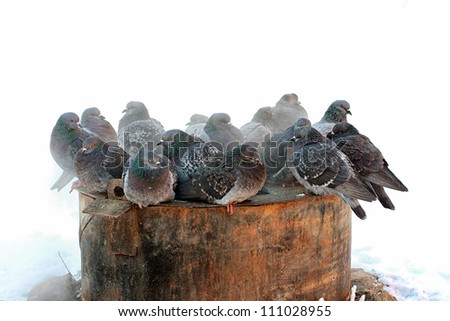 cluster of dove on the metal barrel in the winter