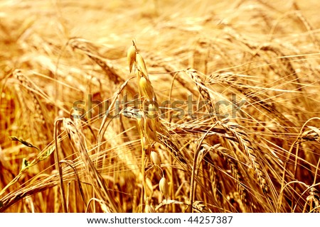 Ears on a wheaten field