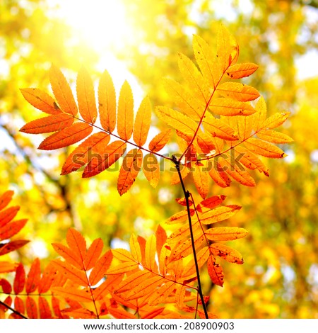 Autumn Foliage with Bright Leaves on the Tree Closeup