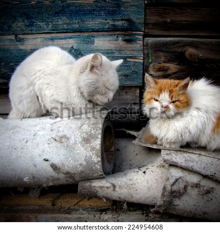 Two Homeless Cats in the Slum
