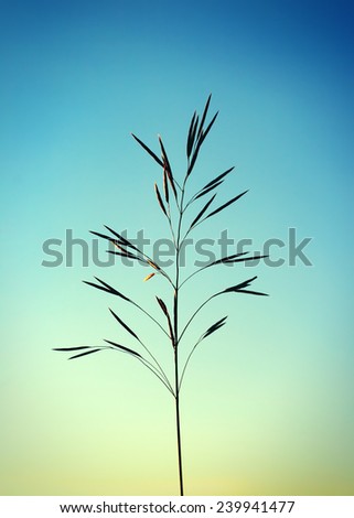 Toned Photo of oats silhouette on sunset background