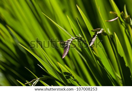 Montbretia Flowers