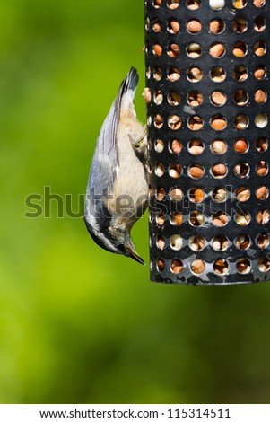 Red-breasted Nuthatch and Bird Feeder close up