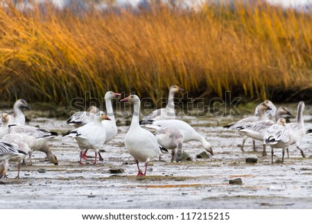 Snow Goose, migratory bird close up