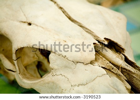 animal skull close up shot
