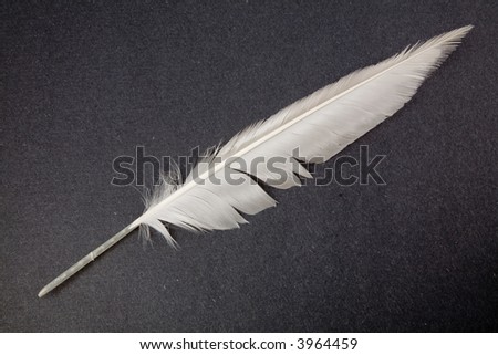 a white Feather, Quill Pen