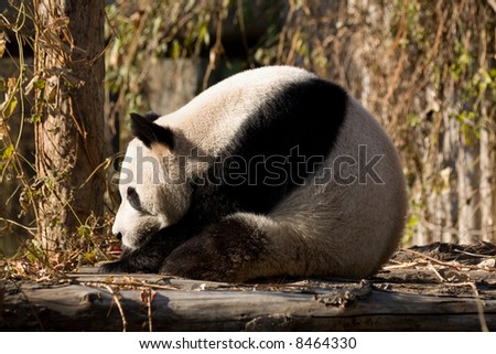 a panda close up shot