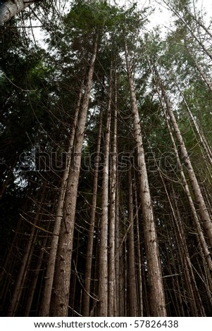 Forest,Rainforest, douglas fir trees