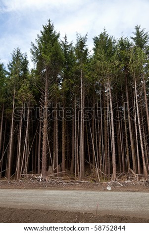 Forest,clearcut, concept of environmental damage
