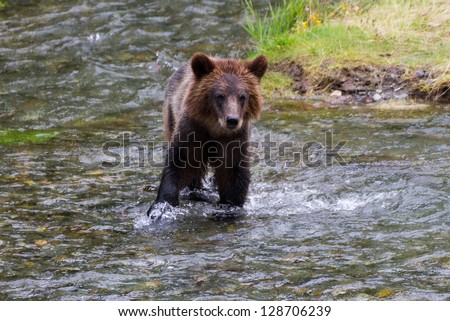 grizzly Bear Cub Catching Salmon at hyder Alaska