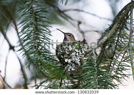 Anna\'s Hummingbird Nest close up