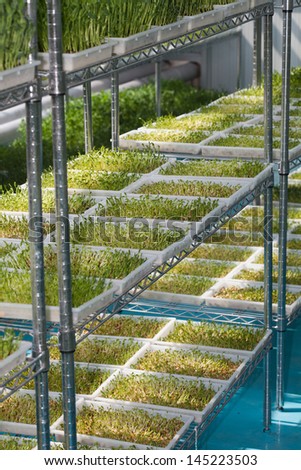 bean sprouts, vegetable, concept of Agriculture