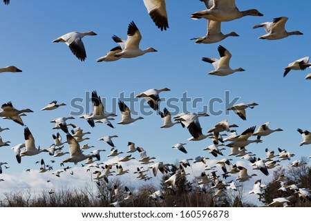 Snow Goose, Migratory Bird With Blue Sky