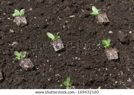 Flower Seedling and dirt for background