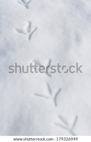 Bird Footprint on snow ground