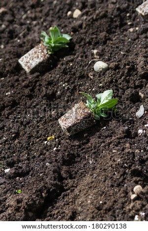 Flower Seedling and dirt for background