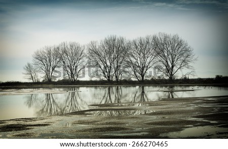 tree reflection in a pond, vancouver bc canada