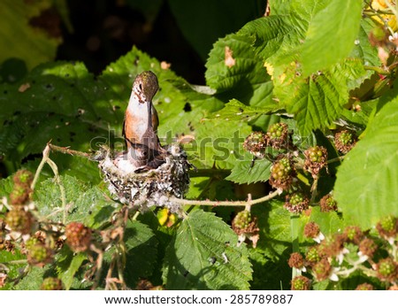 Young Rufous Hummingbird and nest