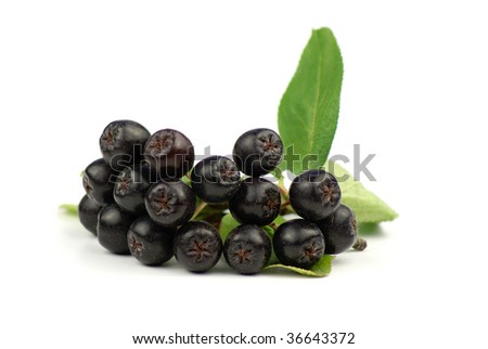 [Obrazek: stock-photo-aronia-black-choke-berry-36643372.jpg]