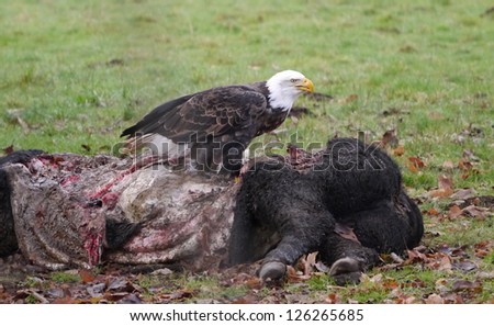 American Bald Eagle; feeding time
