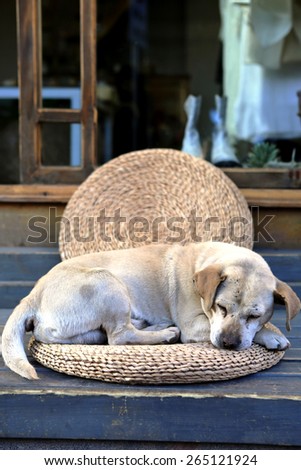 Dog sleeping in her dog bed