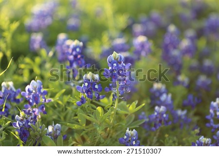 Blue Bonnet Blossom in Texas