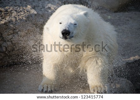 Polar bear shakes off water.