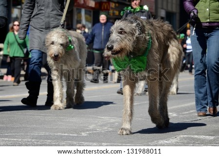 TORONTO - MARCH 17: Dogs dress up on the street. Toronto\'s annual St. Patrick\'s Day parade takes place under sunny skies on Sunday afternoon March 17, 2013 in Toronto.