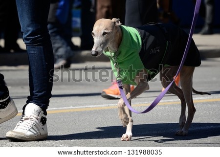 TORONTO - MARCH 17: Dog wears green costume. Toronto\'s annual St. Patrick\'s Day parade takes place under sunny skies on Sunday afternoon March 17, 2013 in Toronto.