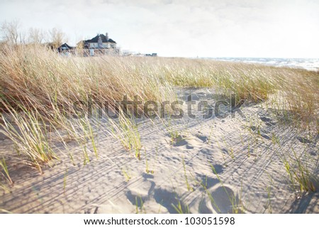 Grass On Beach