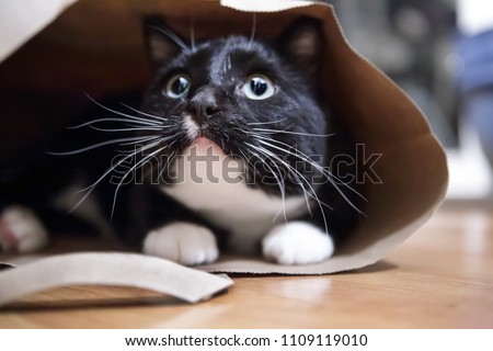 Black and white cat in a paper bag, shallow focus on tip of nose