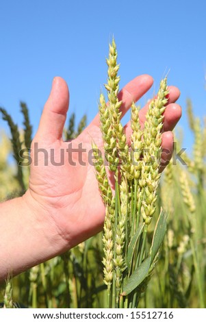 Inspecting the wheat crop