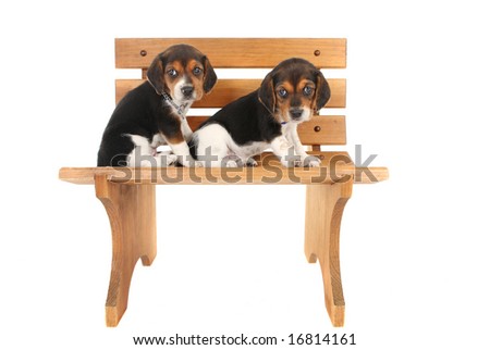 Bench Beagle