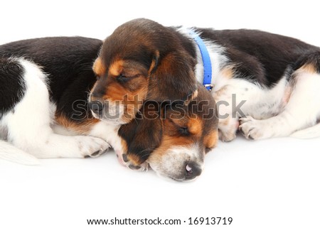 pictures of puppies sleeping. Beagle puppies sleeping